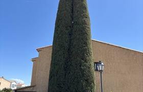  Jardinier Spécialiste de la taille de haie et d'arbre - Débroussaillage autour de Grasse