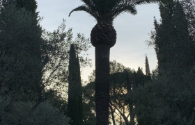 Jardinier Spécialiste de la taille de haie et d'arbre - Débroussaillage autour de Grasse